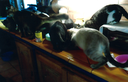 helfer_201905_006.png