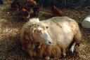 helfer_201905_013.png