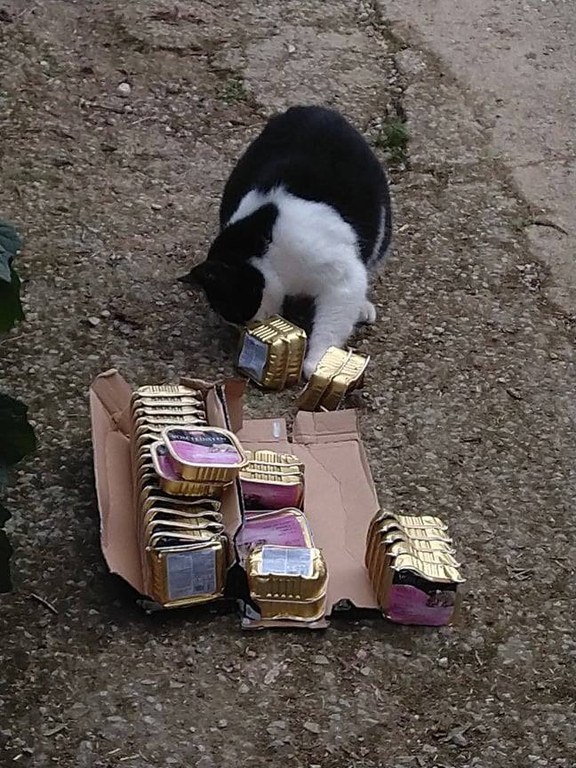 Kater Parsi prüft die Qualität des Katzenfutters, und ist begeistert.